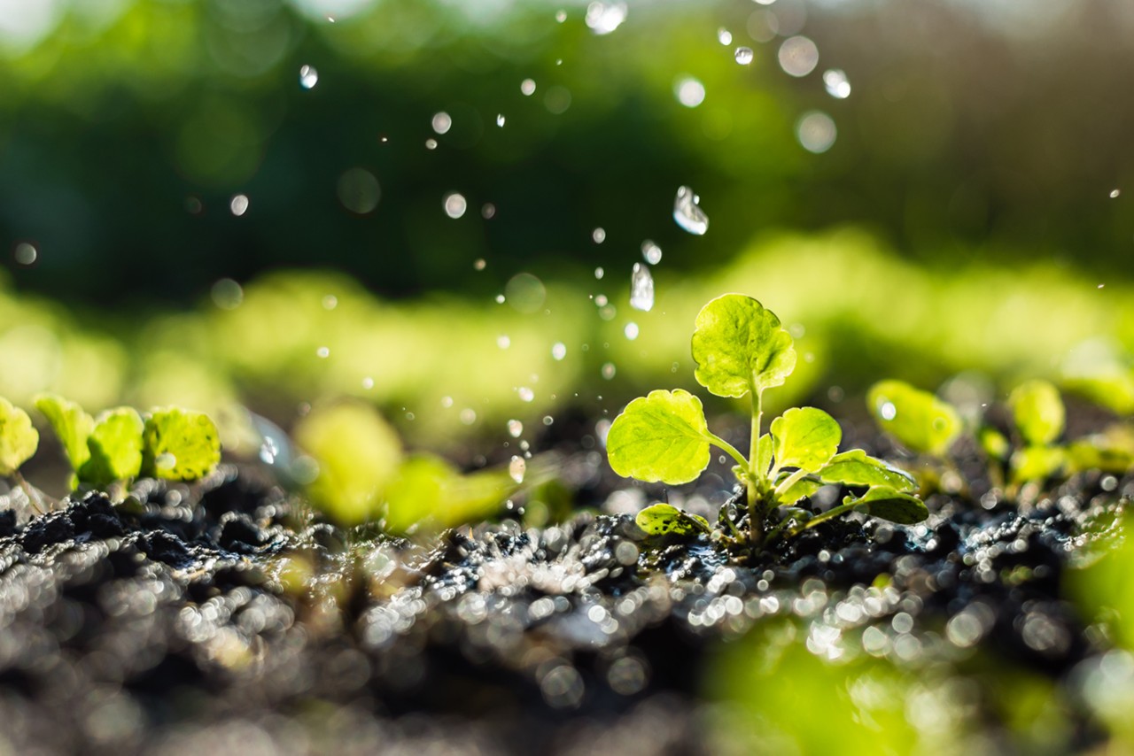 A close up of plant sprouts in a field getting watered.