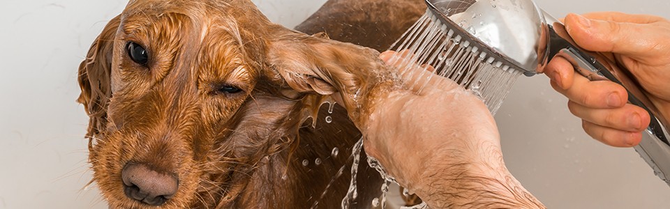 Dog getting bath in bathtub; Adobe Stock: 245858292